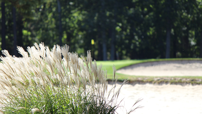 Ornamental grass obscuring the sand bunkers and green on Hole No. 10 at Buena Vista Country Club.